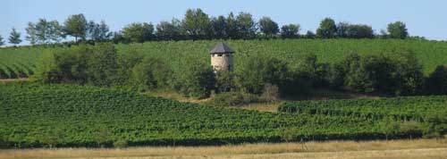 Bild aus Rheinhessen. Wingertshaus 88 bei Hillesheim.