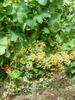 Via Jacobi  Riesling Landwein 