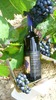   Sp&auml;tburgunder Qualit&auml;tswein 