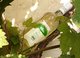 Weinschl&ouml;&szlig;chens Bio-Linie Rheinhessen Rivaner Classic halbtrocken