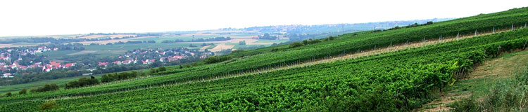 Eine Weinlage aus Rheinhessen